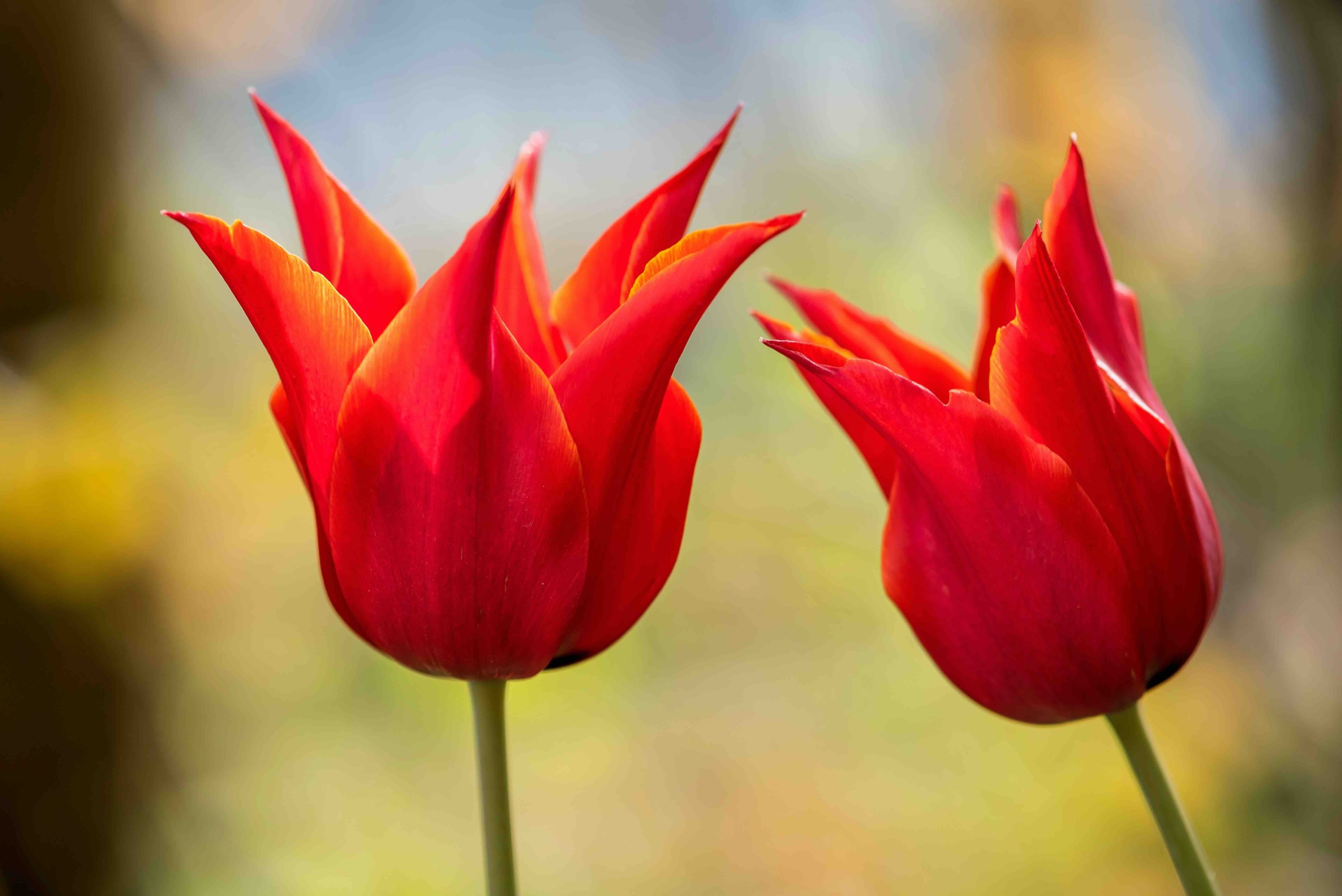 Rote Tulpen